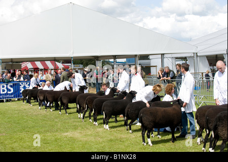 Line-up der Zwartble Schafe an der Royal Highland Show Edinburgh Stockfoto