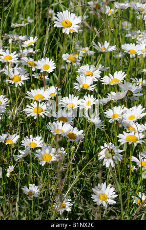 Ochsen-Auge Gänseblümchen auf einer Wiese wächst. Stockfoto