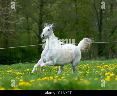 Schimmel in vollem Galopp Stockfoto