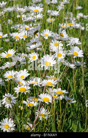 Ochsen-Auge Gänseblümchen auf einer Wiese wächst. Stockfoto