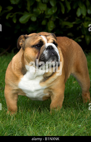 Britische Bulldogge oder englische Bulldogge ist eine mittelgroße Hunderasse, die ihren in England Ursprung. Stockfoto