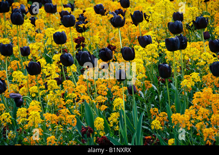 Dunkele Burgund Tulpen gemischt mit gelben, goldenen Blüten im Frühling in Paris. Stockfoto