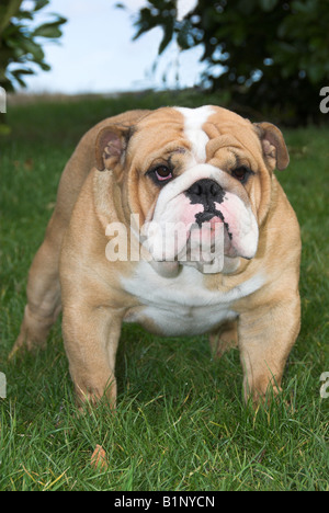 Britische Bulldogge oder englische Bulldogge ist eine mittelgroße Hunderasse, die ihren in England Ursprung. Stockfoto