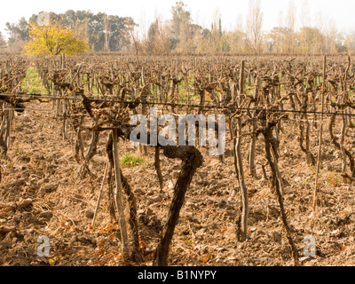 Winter Weinberge in San Juan, Argentinien Stockfoto