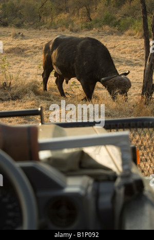 Afrikanischer Büffel vor ein Auto Stockfoto