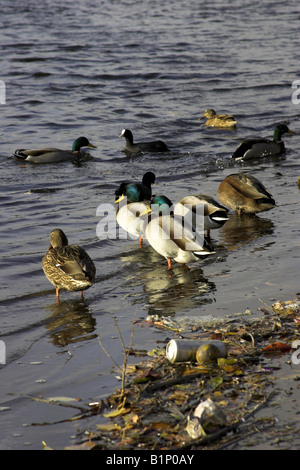 Wilde Tiere auf einen verschmutzten Fluss Stockfoto