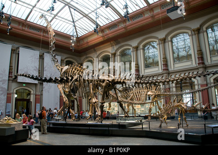 Die Dinosaurierhalle des Naturkundemuseums für Naturkunde in Berlin Stockfoto