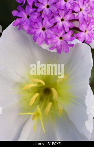 Düne Nachtkerze Oenothera Deltoides und Wüste Sand Eisenkraut Wildblumen Anza Borrego Desert State Park California Stockfoto