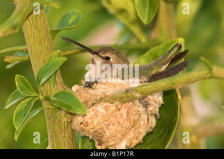 Anna s Kolibris Calypte Anna im Nest in Kalifornien Anza Borrego Desert State Park Stockfoto