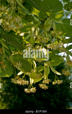 Baum Lindenblüten, Indre, Frankreich. Stockfoto