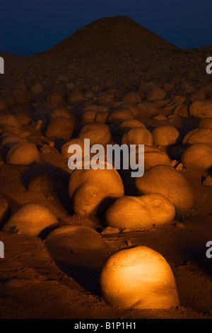 Pumpkin Patch in der Nacht beleuchtet von Taschenlampe Anza Borrego Desert State Park California Stockfoto