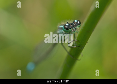 Porträt von blau-tailed damselfly Stockfoto