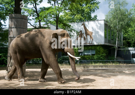 Ein asiatischer Elefant im Zoologischen Garten Berlin Zoologischer Garten, Tiergarten Berlin Deutschland Stockfoto