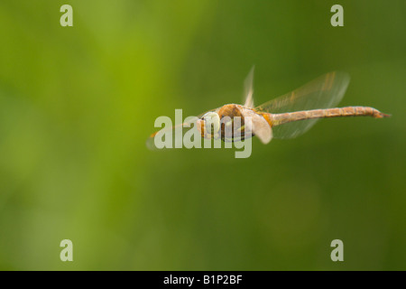 Norfolk oder Green Eyed Hawker im Flug Stockfoto