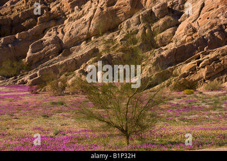 Wildblumen in Box Canyon und der Mekka Hills California Stockfoto
