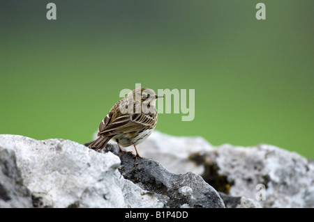 Wiese Pieper (Anthus Pratensis) auf einer Trockensteinmauer. Stockfoto