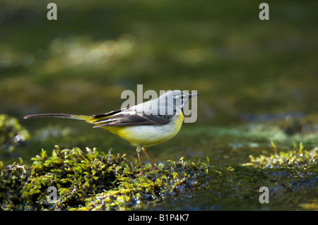 Gebirgsstelze (Motacilla Cinerea) Stockfoto