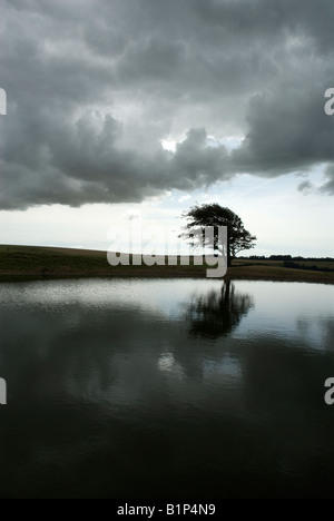 Dewpond und windgepeitschten Baum auf den South Downs Stockfoto