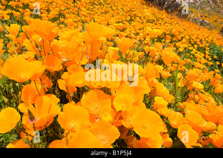 Wildblumen in den verbrannten Hügeln des San Diego County aus dem 2007-Witch-Creek-Feuer in der Nähe von Lake Hodges, Kalifornien. Stockfoto