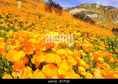 Wildblumen in den verbrannten Hügeln des San Diego County aus dem 2007-Witch-Creek-Feuer in der Nähe von Lake Hodges, Kalifornien. Stockfoto