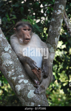 Motorhaube Affenarten Macaca Radiata in Periyar Nationalpark, Indien Stockfoto