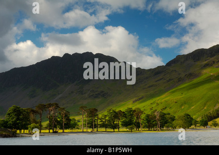 Morgenlicht Hintergrundbeleuchtung Pinien an der Spitze der Buttermere Lake Seenplatte Cumbria UK Stockfoto