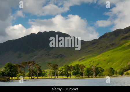 Morgenlicht Hintergrundbeleuchtung Pinien an der Spitze der Buttermere Lake Seenplatte Cumbria UK Stockfoto