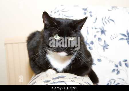 Schwarz und weiß die Katze auf den Arm eines Stuhls Stockfoto