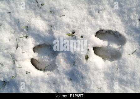 Cervus Elaphus Frankreich ANIMAL TRACKS Rothirsch Stockfoto