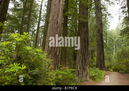 Redwood-Bäume auf einem Wanderweg in Lady Bird Johnson Grove, Redwood National Park, Kalifornien, USA. Stockfoto