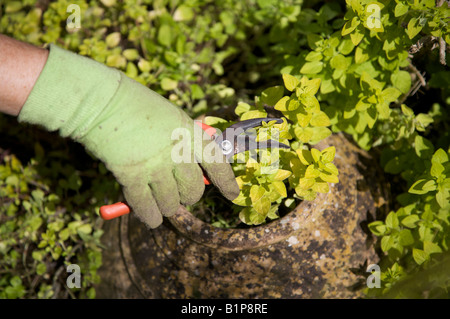 EIN GÄRTNER BESCHNEIDEN EINE GARTEN PFLANZE GOLDENE OREGANO KRAUT IM JUNI Stockfoto