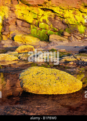 Barnacle und Muschel verkrustete Felsen unterhalb Huntcliff am Strand von Saltburn in der späten Abendsonne. North Yorkshire, Großbritannien Stockfoto