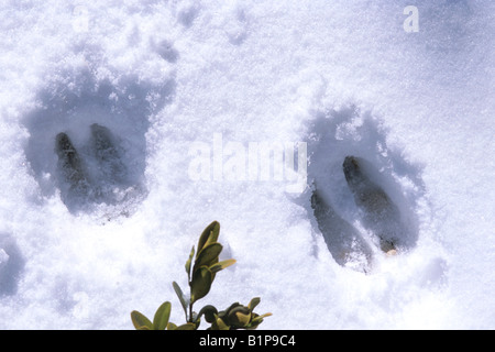 Capra Pyrenaica Hispanica Spanien Schnee und TRACKS: spanischer Steinbock und AST-Box Stockfoto