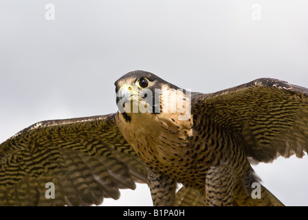 Nahaufnahme von Wanderfalken im Flug Stockfoto