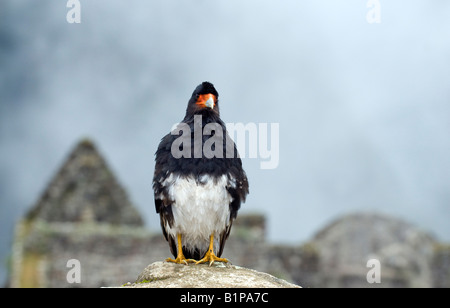 "Ein Berg-Karakara wacht über Machu Picchu." Stockfoto