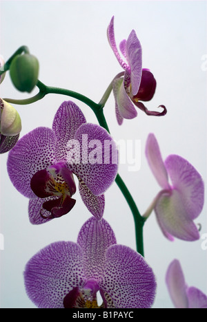 Phalaenopsis-Orchidee mit rosa Flecken Stockfoto