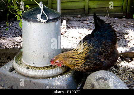 Black Rock Hybrid Huhn füttern auf Schichten Pellets aus verzinktem Metall Zubringer Stockfoto