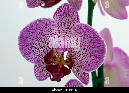 Phalaenopsis-Orchidee mit rosa Flecken Stockfoto