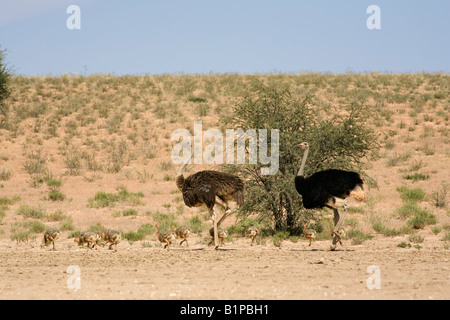 Strauß Struthio Camelus weibliche und männliche mit Küken Kgalagadi Transfrontier Park in Südafrika Stockfoto