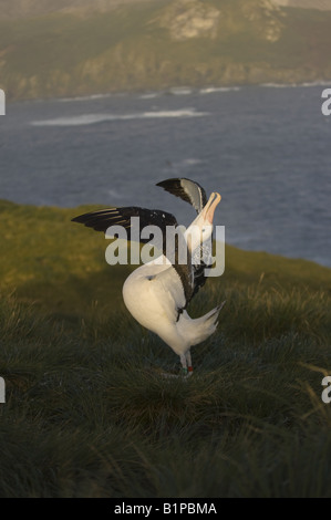 Eine männliche Wanderalbatros (Diomedia Exulans) Himmel Berufung auf Bird Island, Südgeorgien, Antarktis (Anzeige) Stockfoto