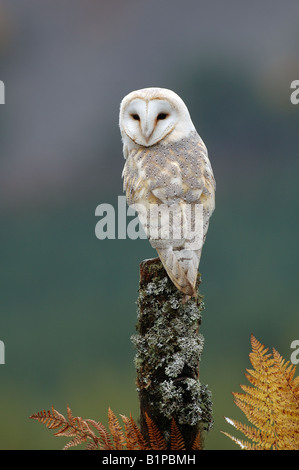 Schleiereule (Tyto alba) Stockfoto