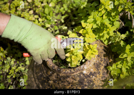 EIN GÄRTNER BESCHNEIDEN EINE GARTEN PFLANZE GOLDENE OREGANO KRAUT IM JUNI Stockfoto