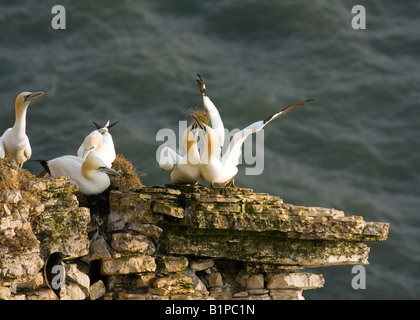 Basstölpel nisten auf Grundnahrungsmittel Newk, Bempton Cliffs Stockfoto