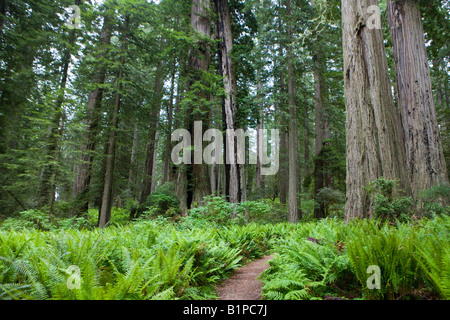Farne wachsen auf dem Waldboden unter den Redwood-Bäume, Lady Bird Johnson Grove, Redwood National Park, Kalifornien, USA. Stockfoto