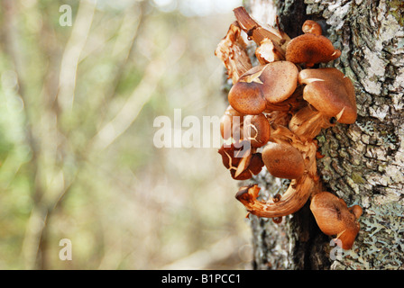 Pilze, die durch einen Riss in einer Birke Baumrinde durchbrechenden Stockfoto