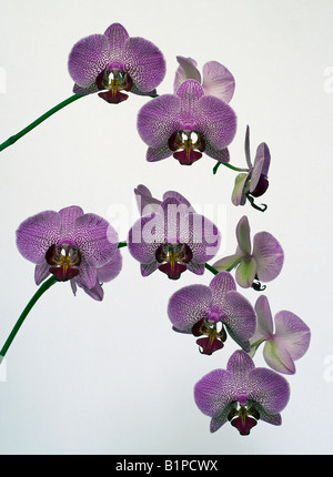 Phalaenopsis-Orchidee mit rosa Flecken Stockfoto