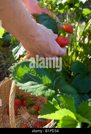 Bio Erdbeeren pflücken Stockfoto