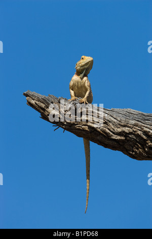 Boden Agama Agama Aculeata basking Kgalagadi Transfrontier Park in Südafrika Stockfoto