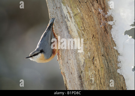 Eurasische Kleiber Sitta Europaea Erwachsenen Zug Schweiz Dezember 2007 Stockfoto