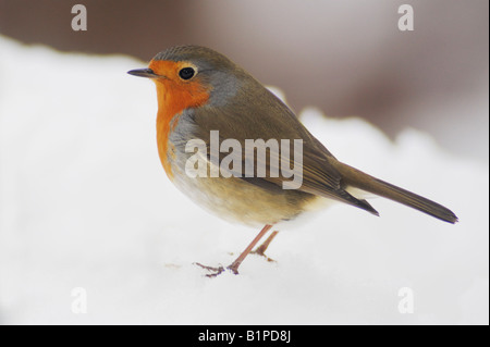 Rotkehlchen Erithacus Rubecula Erwachsenen thront auf dem Schnee Zug Schweiz Dezember 2007 Stockfoto
